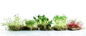 Adapting Different Grains for Sprouting