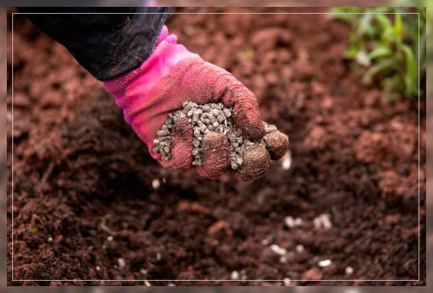 organic fertilizer for green vegetables 1