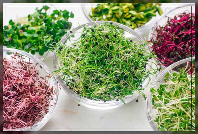 understanding sprouting seeds