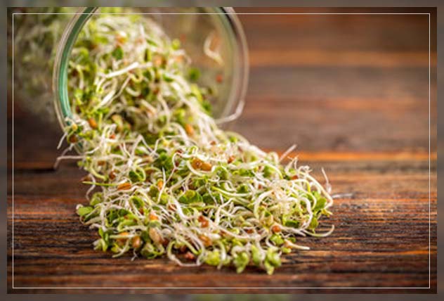 benefits of sprouting seeds