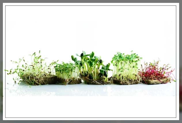 understanding the sprout system