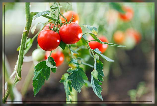 tomato plants 1