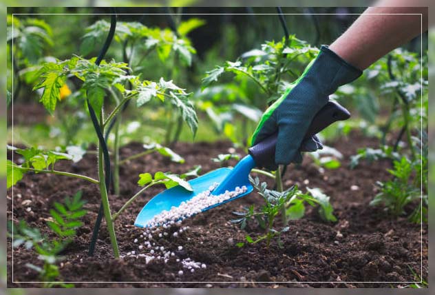tomato plants fertilization