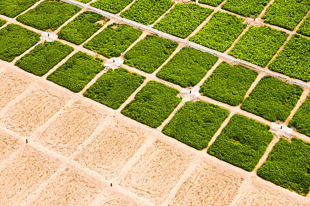 Agriculture in UAE 1