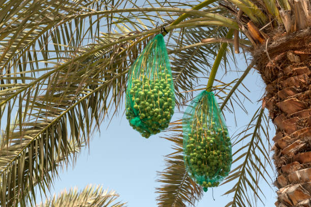 Agriculture in UAE 2