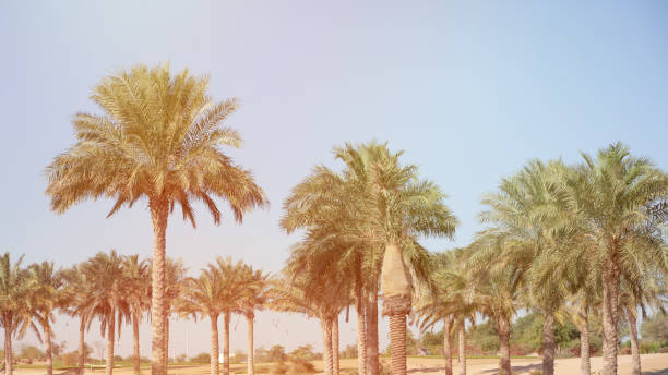 Dubai weather 5
