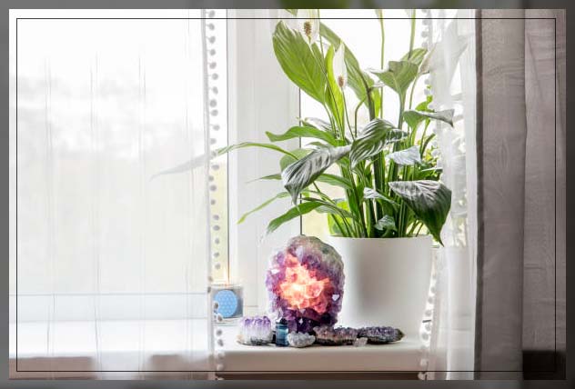 air purifying plants 1