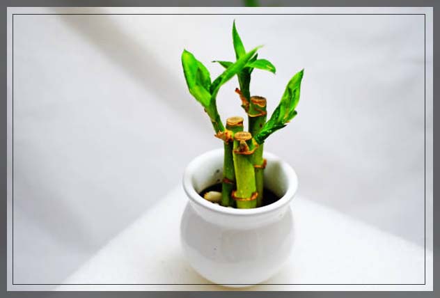 bamboo plants