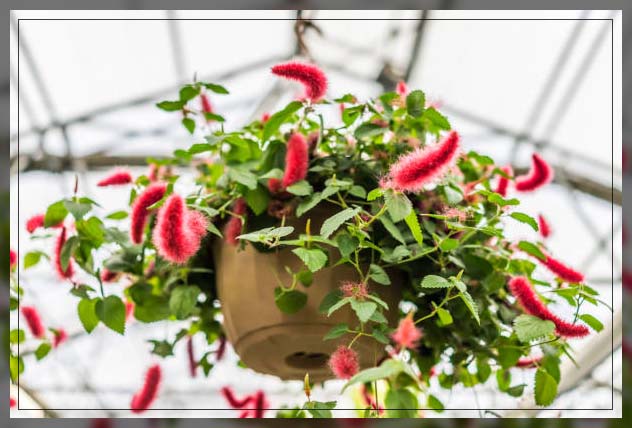 chenille plant
