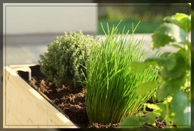 chives
