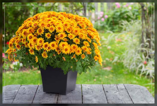 chrysanthemums