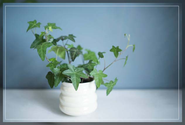english ivy