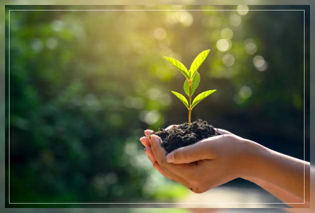 growing from seeds