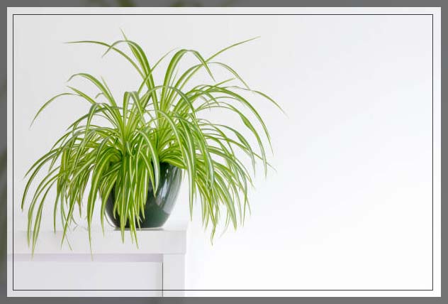 spider house plants
