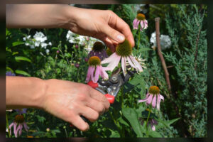 using deadheading for efficient gardening
