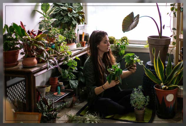 indoor hanging plants 1