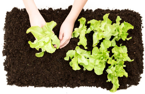 plant nutrients