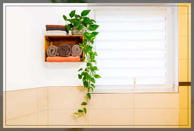 pothos