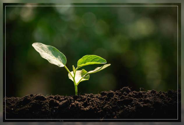 potting soil 2