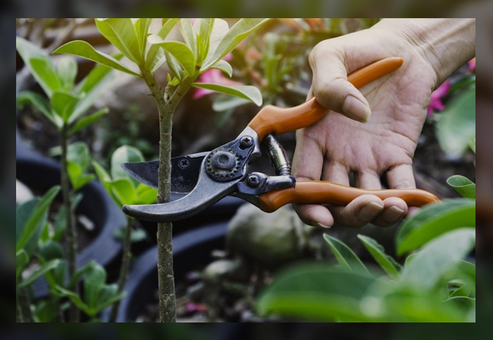 adapting pruning tips for healthy plants