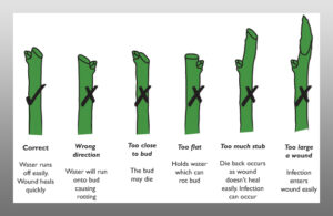 pruning ensures the dead branches are removed