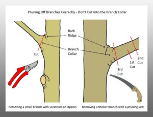 ensuring quality pruning tips