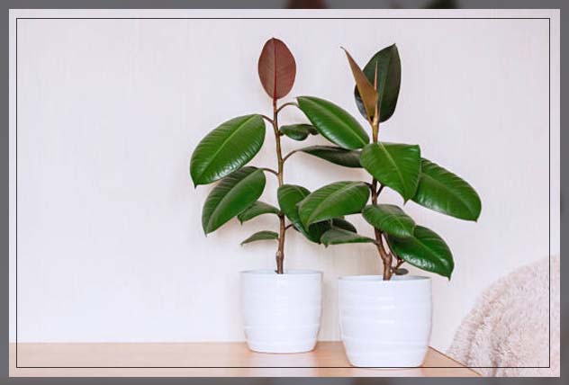 rubber plants