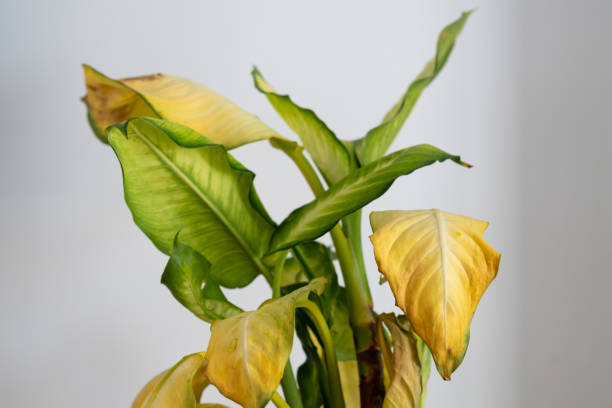 wilting leaves