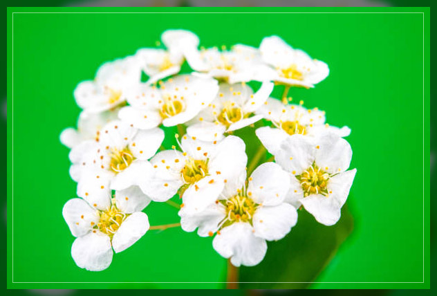 Alyssum