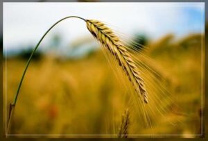 the importance of cover crops 
