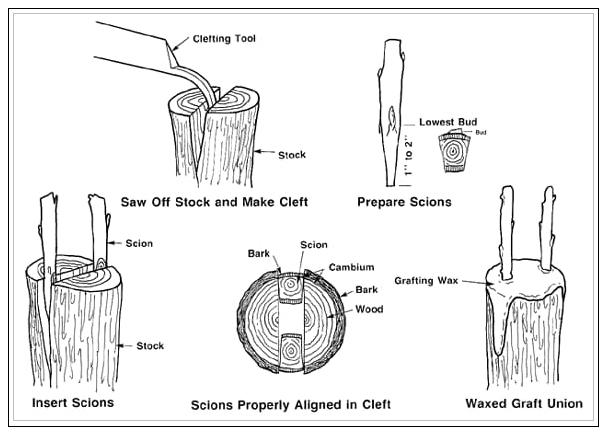 cleft graft