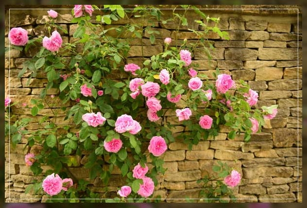 climbing roses