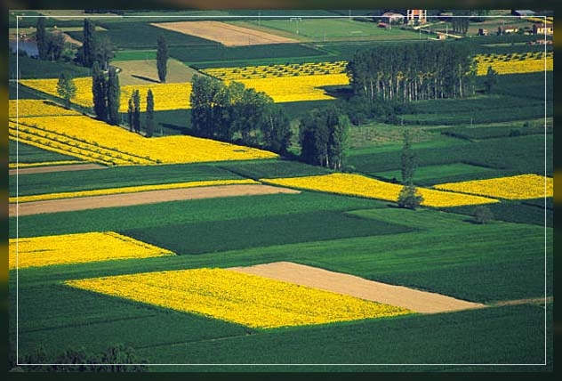 crop rotation