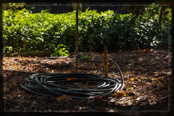 watering plants with garden hose