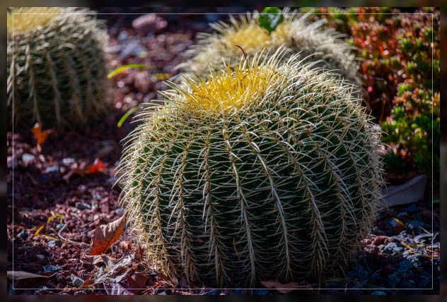 golden barrel cactus