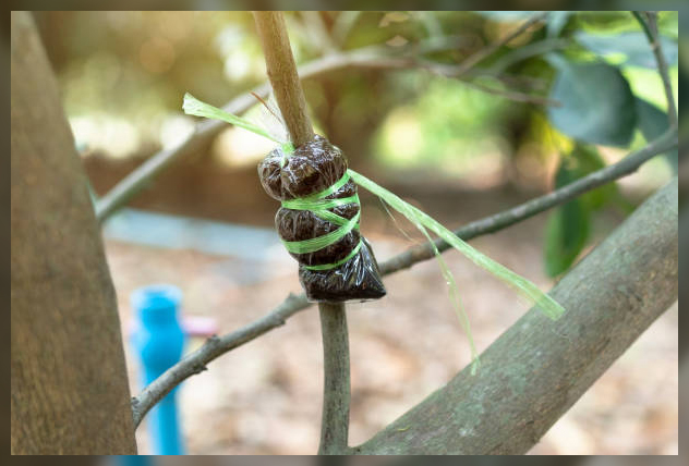 grafting plants 