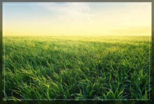 understanding the importance of grasses