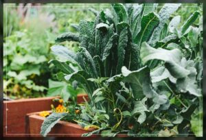 aim for a garden which also protects the soil