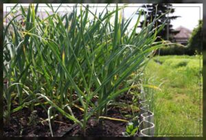 getting the most out of garlic