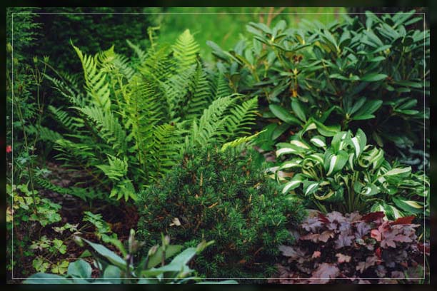 growing plants in shade garden