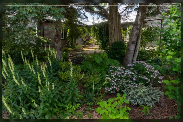 shade garden