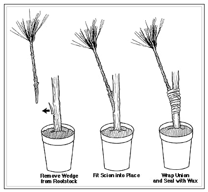 side venner graft