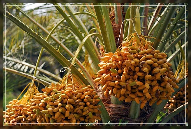 Date palm 1