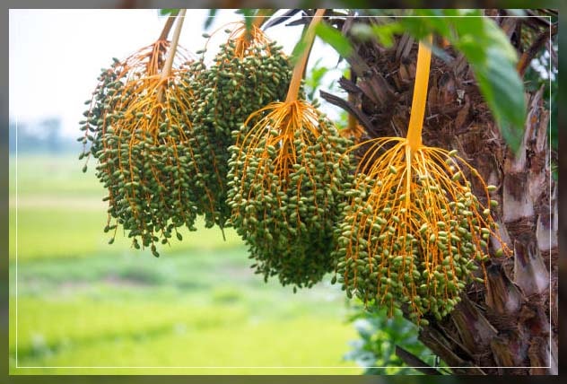 Date palm 2