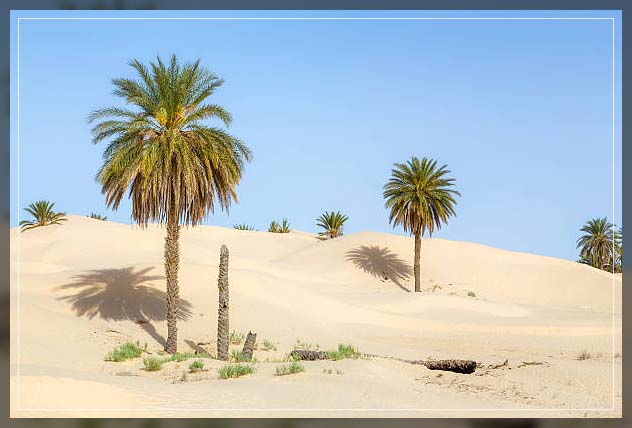 Date palm 6