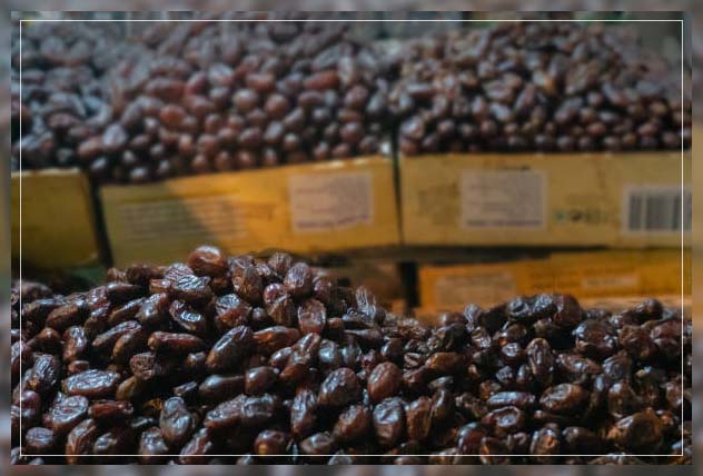 Date palm 8