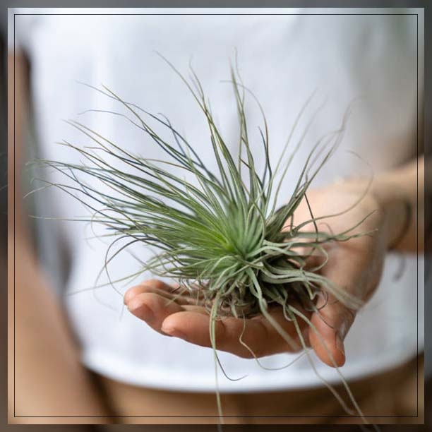 air plants 1
