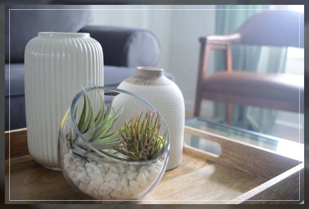 air plants 2