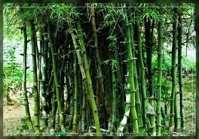 bamboo trees 1