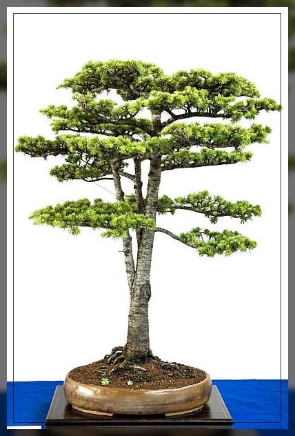 bonsai trees 1